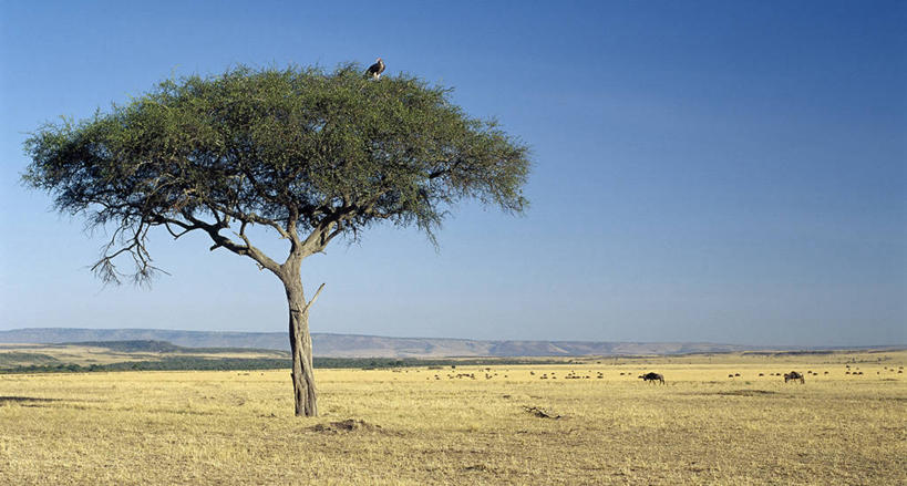 无人,横图,哺乳动物,鸟,野生动物,非洲,肯尼亚,鸟类,秃鹫,树,动物,平原,摄影,凶猛,残暴,凶残,座山雕,秃鹰,狗头鹫,彩图,马赛马拉国家保护区