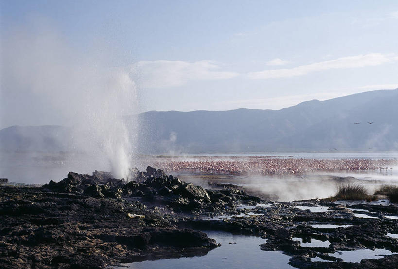 无人,横图,室外,聚会,湖,温泉,哺乳动物,野生动物,非洲,肯尼亚,一群,许多,喷,飞溅,蒸汽,鸟类,聚餐,很多,动物,摄影,暴力,间歇泉,柏哥利亚湖,彩图,小火烈鸟