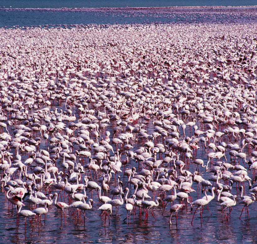 无人,人群,吃,横图,室外,聚会,湖,哺乳动物,野生动物,羽毛,非洲,肯尼亚,一群,许多,丰富,火烈鸟,鸟类,海岸线,聚餐,很多,粉色,自然,动物,摄影,考古学,集会,喂养,柏哥利亚湖,彩图,小火烈鸟