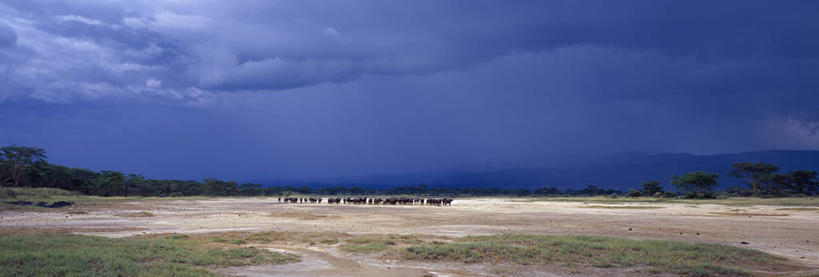 无人,横图,全景,室外,聚会,暴风雨,哺乳动物,牛,野生动物,非洲,肯尼亚,地形,乌云,聚餐,动物,摄影,非洲水牛,喂养,奈瓦夏湖,碱,彩图