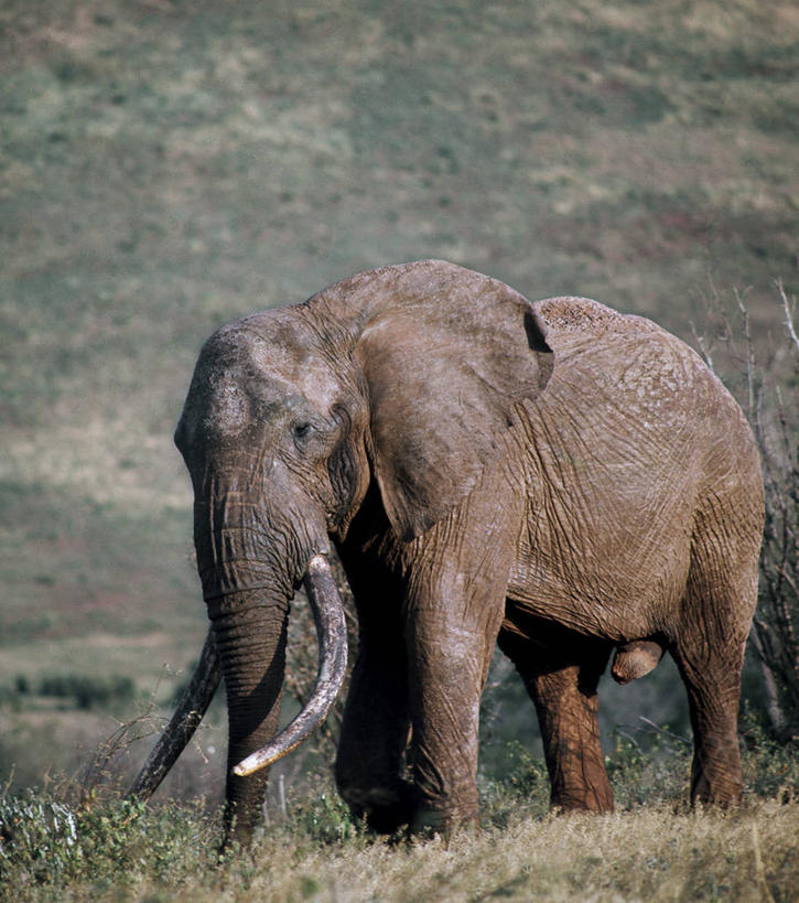 无人,公园,竖图,室外,哺乳动物,野生动物,非洲,肯尼亚,长牙,非洲象,自然,动物,摄影,考古学,国家公园,阿非利加洲,肯尼亚共和国,马萨比特国家公园,象,彩图
