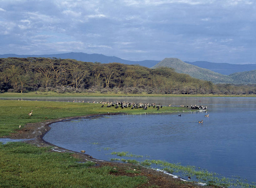 无人,横图,室外,湖,哺乳动物,野生动物,非洲,肯尼亚,许多,鸬鹚,鸟类,地形,海岸线,很多,动物,摄影,水禽,奈瓦夏湖,金合欢树,埃及雁,彩图