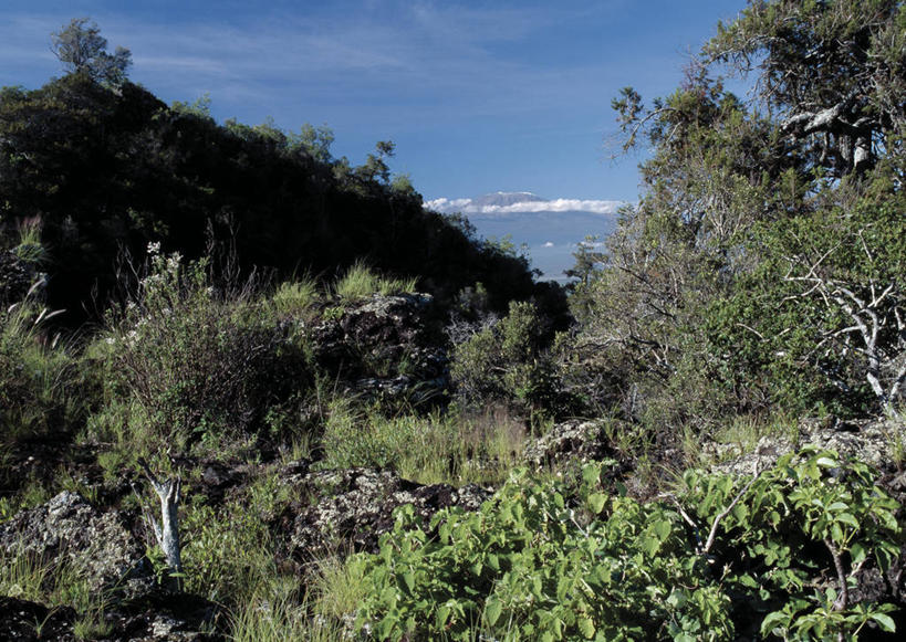 无人,横图,室外,火山,山,山脉,非洲,肯尼亚,地形,山谷,树,绿色,自然,摄影,乞力马扎罗山,活火山,彩图,火山学