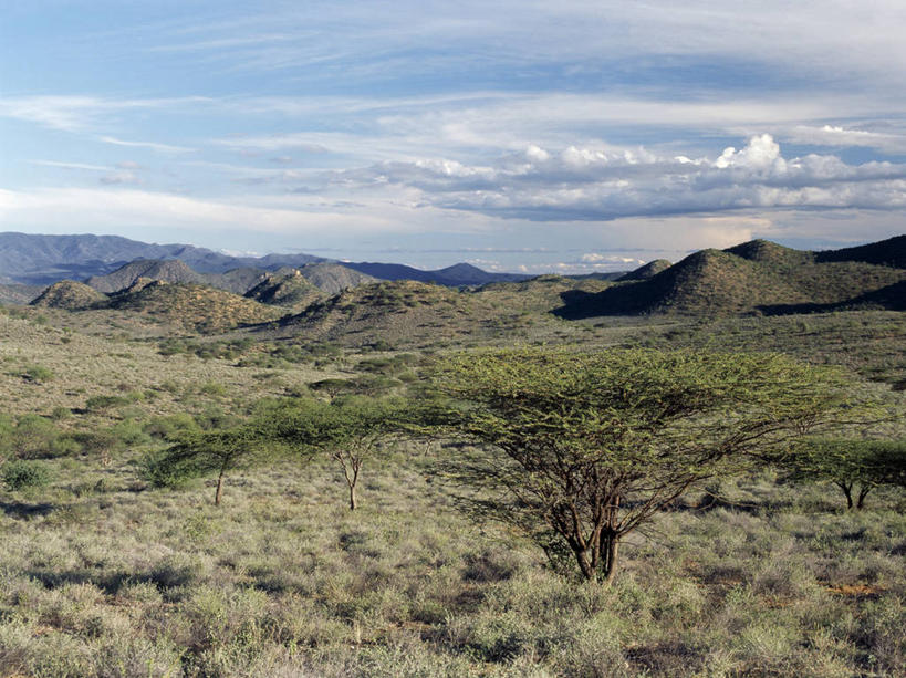 无人,横图,室外,森林,树林,非洲,肯尼亚,地形,山谷,摄影,金合欢树,岩石,彩图