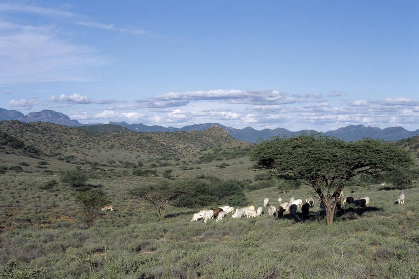 无人,横图,室外,农业,山,山脉,牛,非洲,肯尼亚,地形,绿色,摄影,牲畜,喂养,金合欢树,瘤牛,彩图