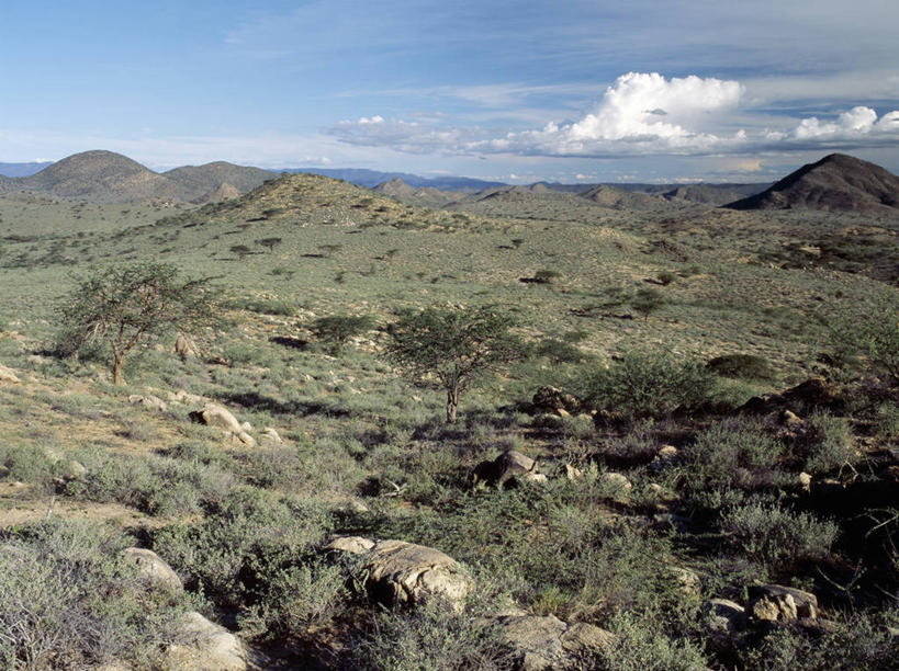 无人,横图,室外,森林,树林,非洲,肯尼亚,地形,山谷,摄影,金合欢树,岩石,彩图