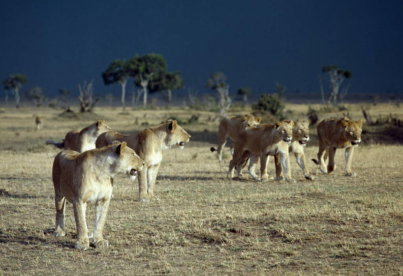 无人,横图,室外,暴风雨,哺乳动物,野生动物,狮子,非洲,肯尼亚,雌狮,狮群,捕食,乌云,自然,动物,平原,摄影,考古学,猫科动物,野生动物保护区,自然保护区,步行,彩图,马赛马拉国家保护区