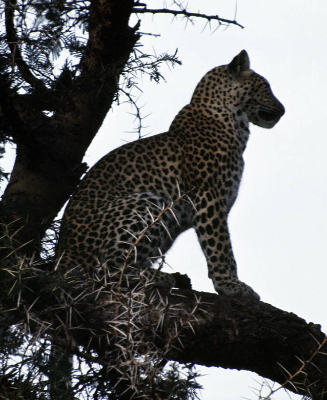 无人,竖图,室外,哺乳动物,野生动物,非洲,肯尼亚,阴影,捕食,枝,树,自然,黄昏,动物,休息,放松,摄影,栖息,考古学,美洲豹,监视,非洲豹,野生动物保护区,自然保护区,彩图,动物行为