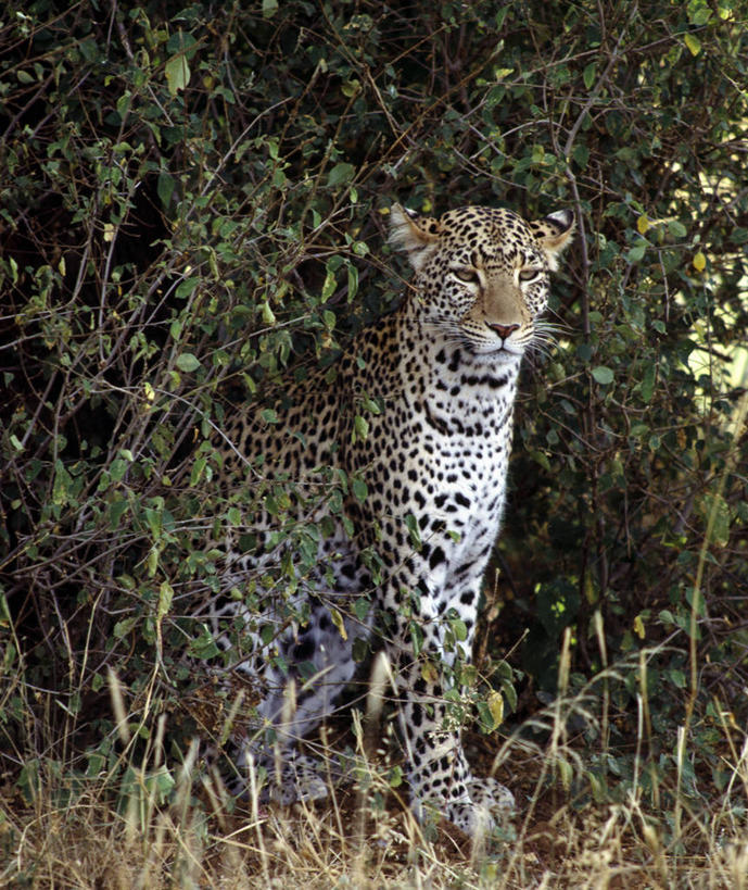 无人,竖图,室外,哺乳动物,野生动物,非洲,肯尼亚,捕食,自然,动物,摄影,灌木,考古学,美洲豹,非洲豹,野生动物保护区,自然保护区,彩图,动物行为