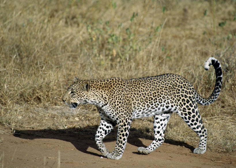 无人,横图,室外,哺乳动物,野生动物,非洲,肯尼亚,捕食,自然,动物,摄影,考古学,国家公园,美洲豹,非洲豹,野生动物保护区,自然保护区,彩图,动物行为