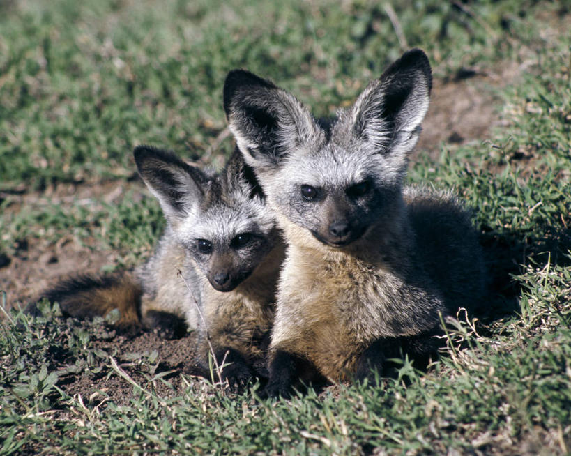 无人,横图,室外,哺乳动物,狐狸,野生动物,非洲,肯尼亚,捕食,一对,自然,动物,摄影,考古学,野生动物保护区,自然保护区,蝠耳狐,彩图,马赛马拉国家保护区,动物行为
