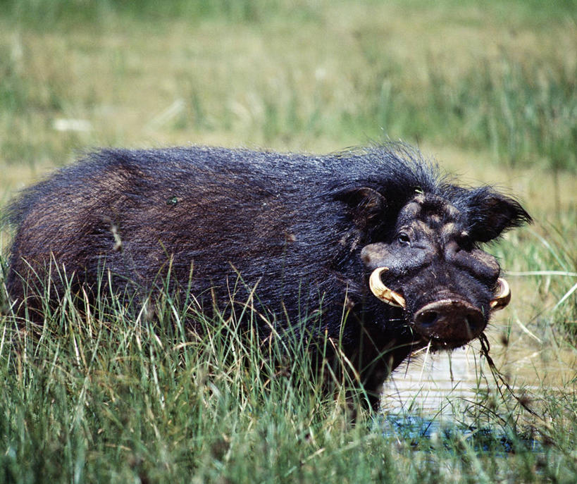 无人,吃,横图,室外,哺乳动物,野生动物,猪,非洲,肯尼亚,涉水,动物,摄影,考古学,沼泽,国家公园,野生动物保护区,喂养,自然保护区,彩图,动物行为