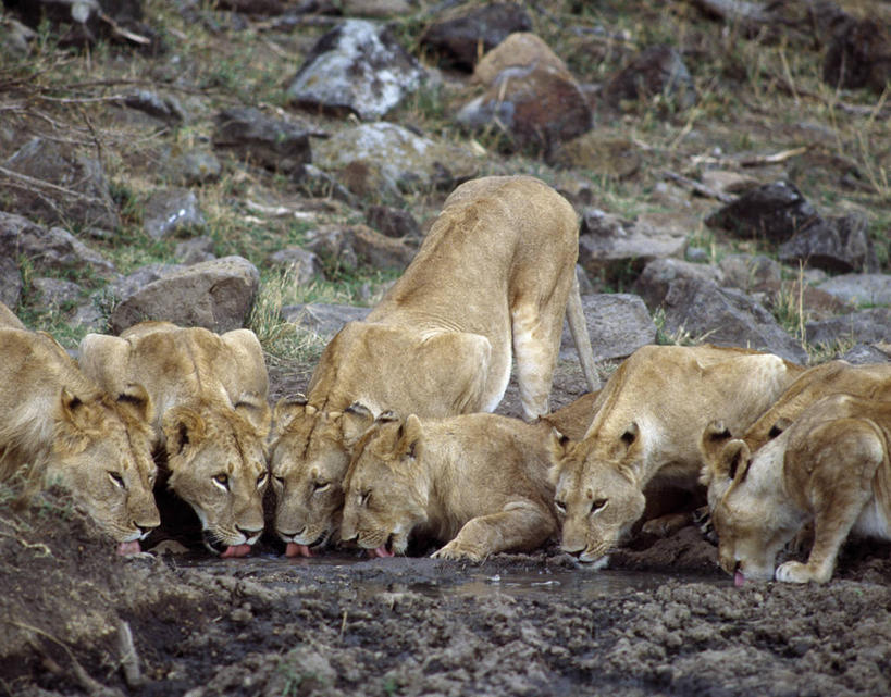 无人,横图,室外,聚会,水,哺乳动物,野生动物,狮子,非洲,肯尼亚,喝,干燥,雌狮,狮群,捕食,聚餐,饮料,自然,动物,摄影,考古学,猫科动物,野生动物保护区,自然保护区,口渴,彩图,马赛马拉国家保护区,动物行为