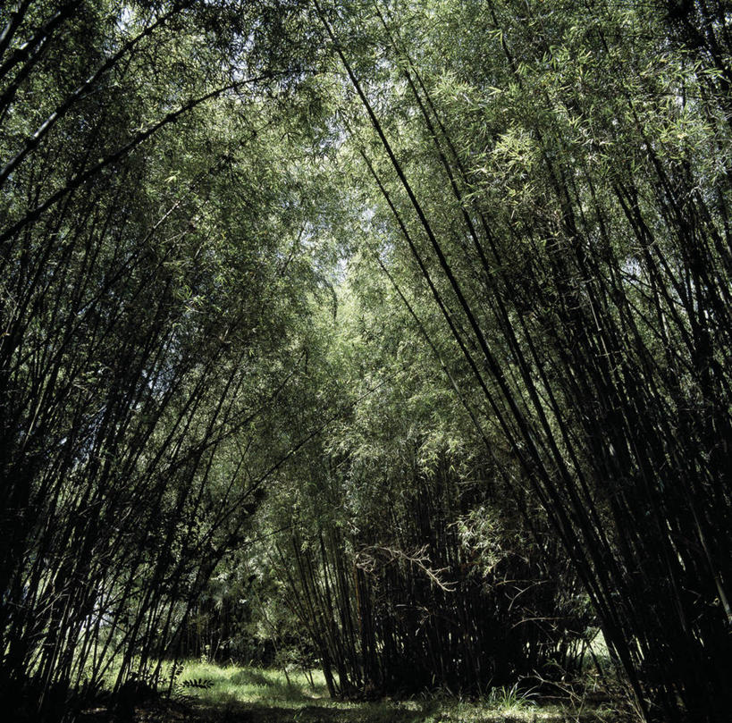 无人,横图,室外,植物,叶子,非洲,肯尼亚,拱门,安静,放松,摄影,宁静,树梢,肯尼亚山,彩图