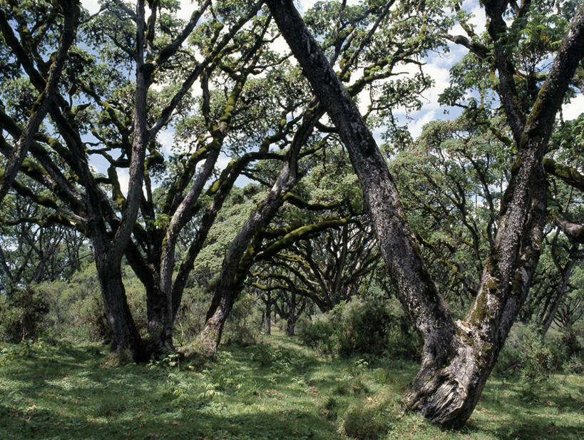 无人,横图,室外,森林,树林,植物,非洲,肯尼亚,树,树木,绿色,自然,摄影,生长,成长,彩图