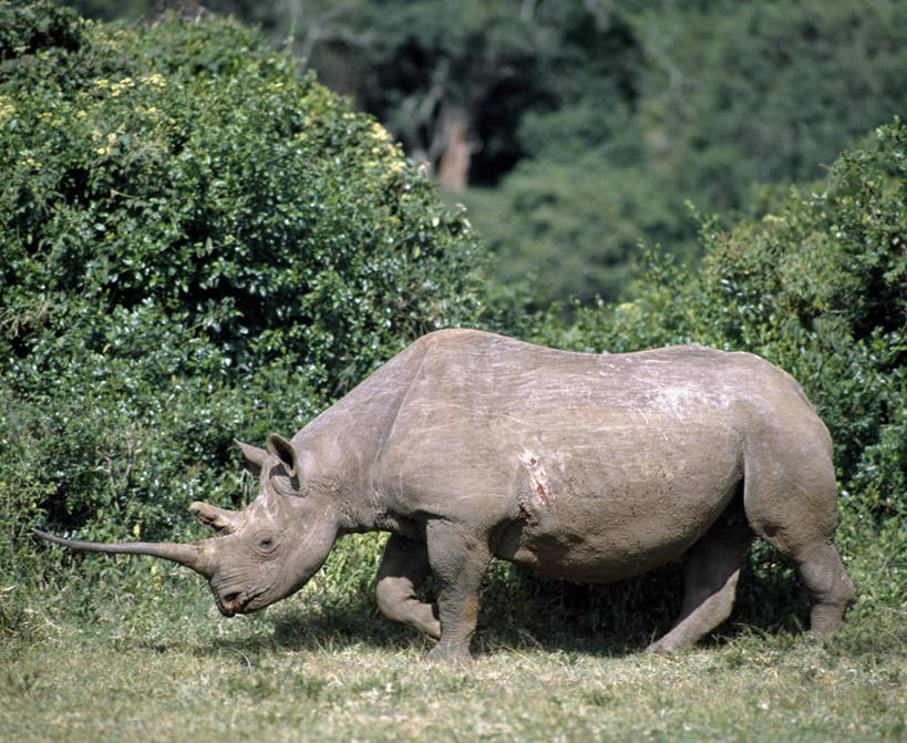 无人,横图,室外,哺乳动物,野生动物,非洲,肯尼亚,自然,动物,力量,摄影,考古学,国家公园,黑犀牛,野生动物保护区,自然保护区,濒危物种,犀牛,彩图,动物行为