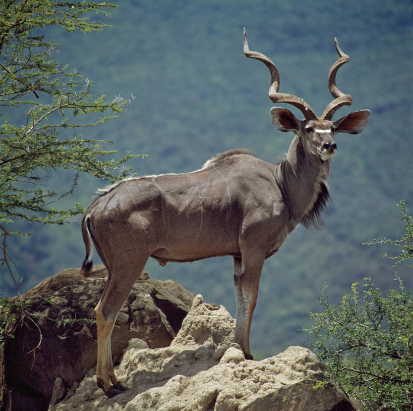无人,横图,室外,骄傲,哺乳动物,野生动物,非洲,肯尼亚,羚羊,自然,动物,摄影,考古学,野生动物保护区,自然保护区,柏哥利亚湖,彩图,动物行为