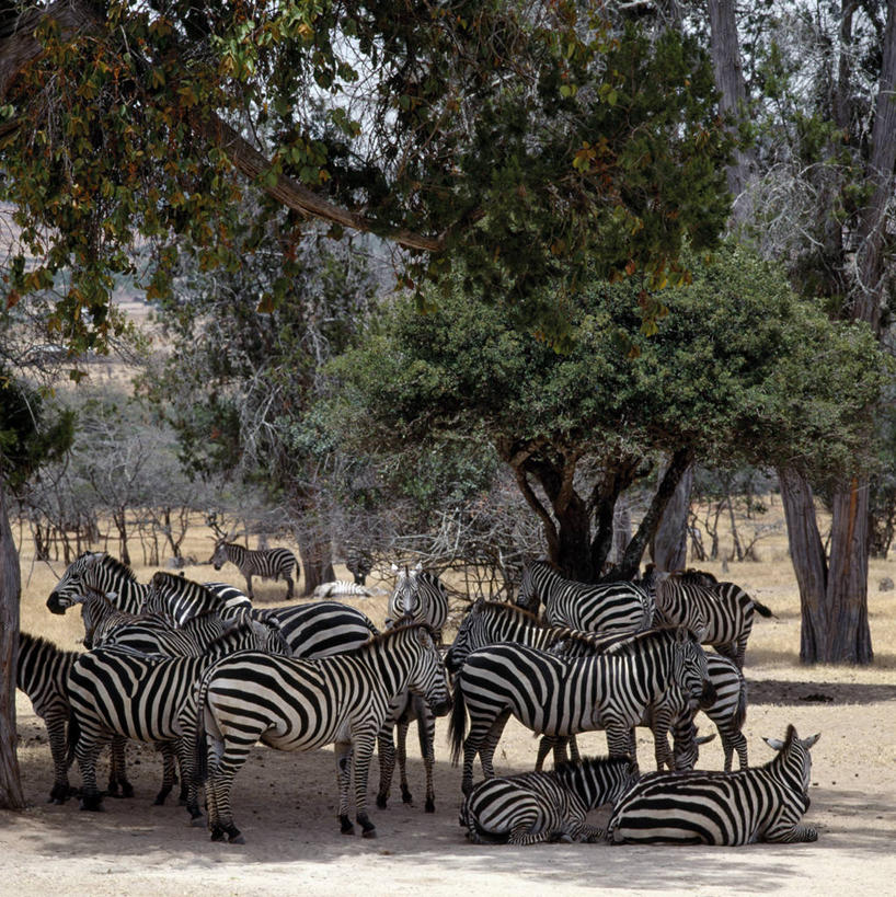 无人,竖图,聚会,斑马,哺乳动物,野生动物,非洲,肯尼亚,聚餐,树荫,雪松,自然,动物,休息,放松,摄影,考古学,彩图,动物行为