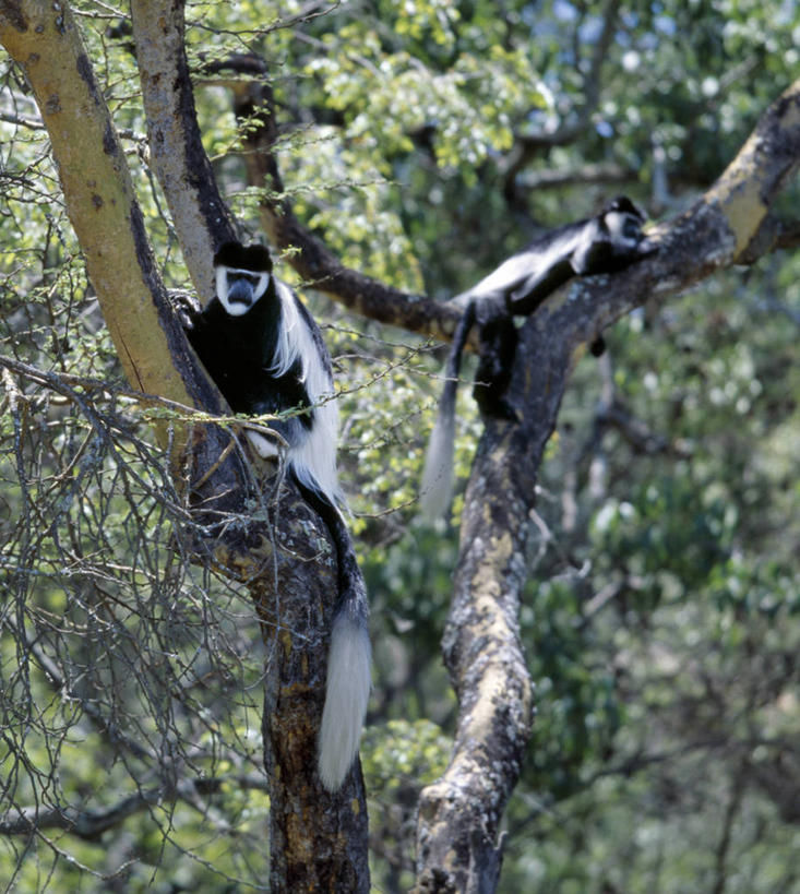 无人,攀登,竖图,室外,哺乳动物,野生动物,猴子,非洲,肯尼亚,一对,自然,动物,摄影,栖息,观看,考古学,国家公园,叶猴,树梢,野生动物保护区,金合欢树,纳库鲁,彩图