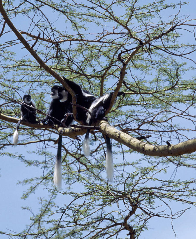 无人,攀登,竖图,室外,哺乳动物,野生动物,猴子,非洲,肯尼亚,自然,动物,摄影,栖息,观看,考古学,国家公园,叶猴,树梢,野生动物保护区,金合欢树,纳库鲁,彩图