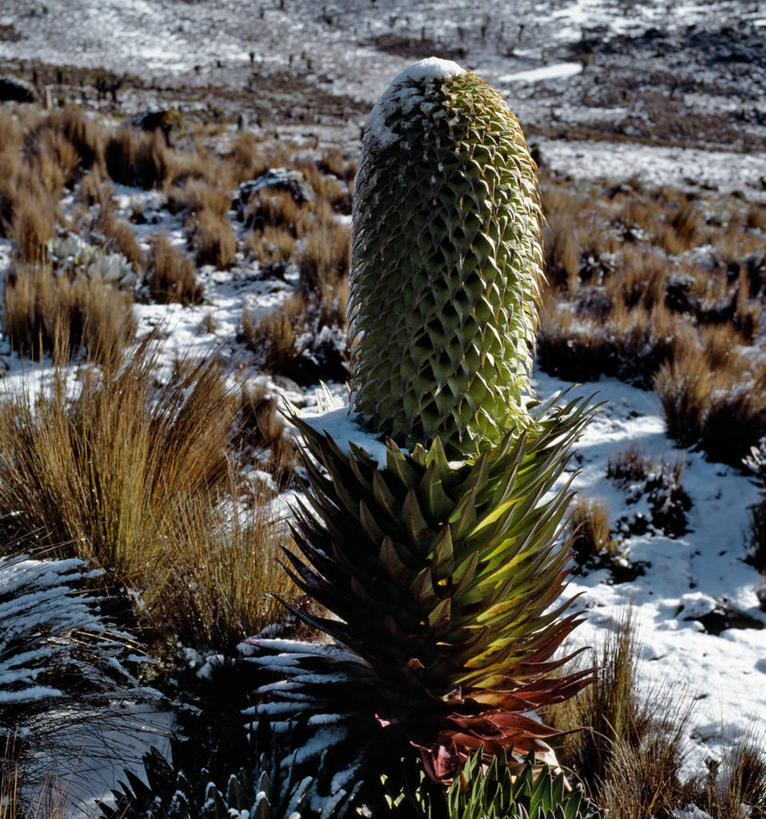 无人,竖图,室外,雪,植物,叶子,非洲,肯尼亚,草,树,平原,摄影,生长,肯尼亚山,彩图,半边莲属