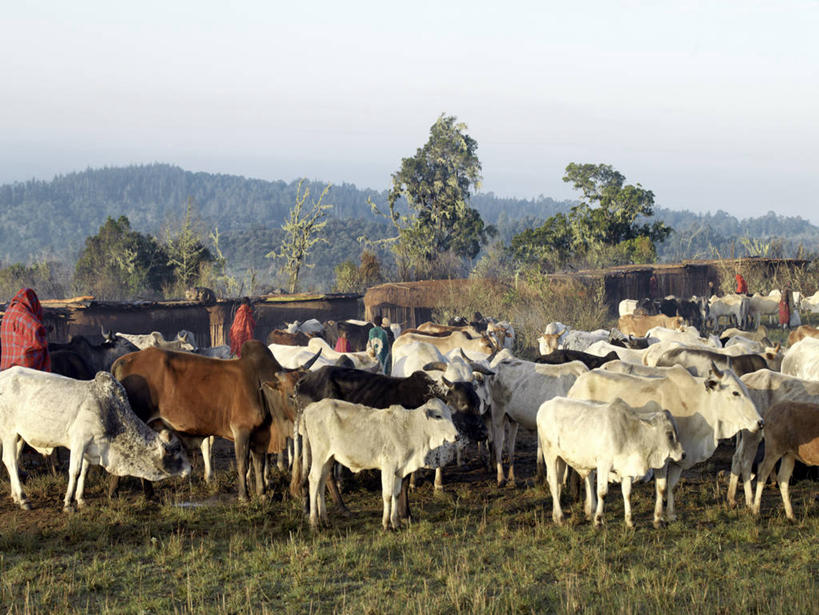 无人,横图,农业,牛,非洲,肯尼亚,雪松,摄影,牲畜,非洲文化,苏格兰高地,彩图,传统文化