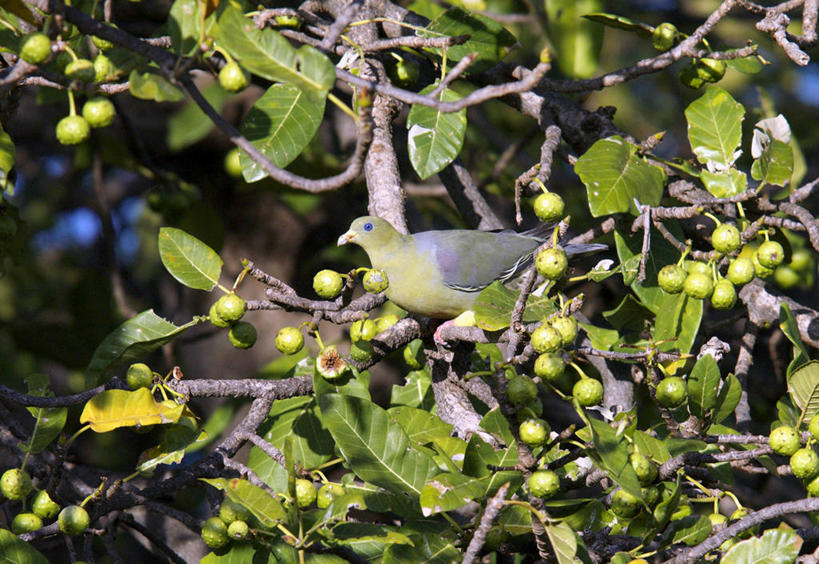 无人,横图,室外,水果,非洲,肯尼亚,食品,枝,树,摄影,国家公园,白肉,鸽子肉,彩图