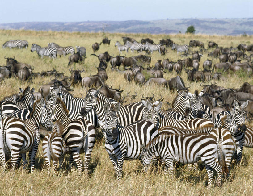 无人,横图,室外,斑马,野生动物,非洲,肯尼亚,地形,动物,摄影,迁徙,非洲大羚,野生动物保护区,彩图,马赛马拉国家保护区