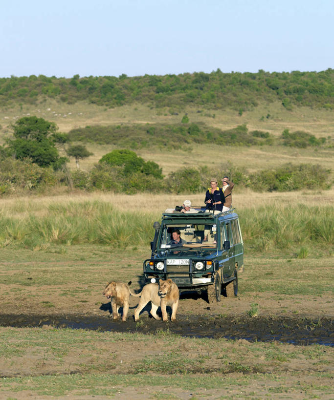 竖图,室外,旅游,度假,野生动物,狮子,非洲,肯尼亚,行人,游客,游人,捕食,水道,路人,旅客,动物,摄影,泥,四驱车,野生动物保护区,过客,彩图,马赛马拉国家保护区,动物行为,横越