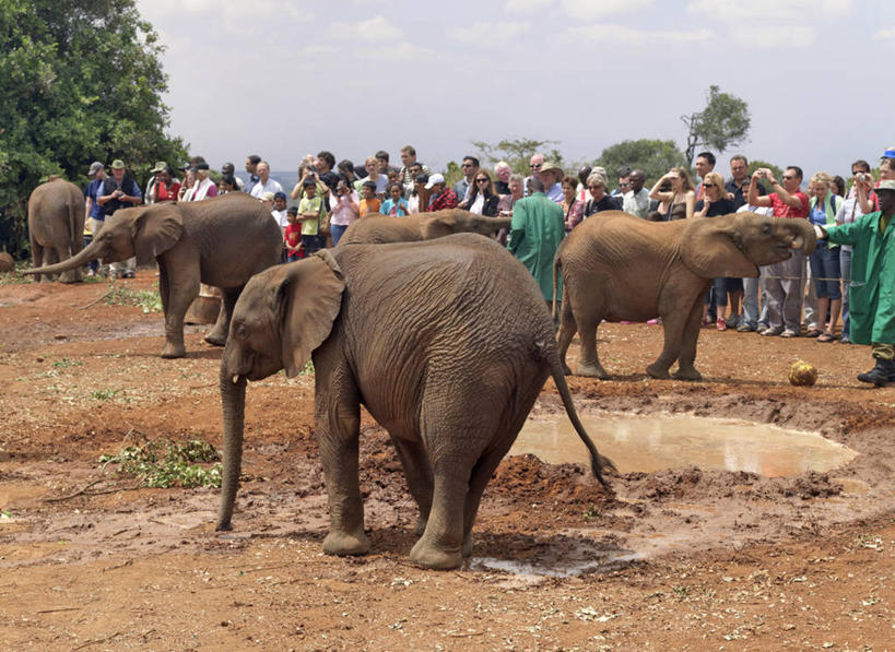 牛奶,儿童,横图,室外,旅游,非洲,肯尼亚,行人,游客,游人,非洲象,首都,路人,旅客,摄影,国家公园,内罗毕国家公园,过客,奈洛比,孤儿,象,红土,彩图,动物行为