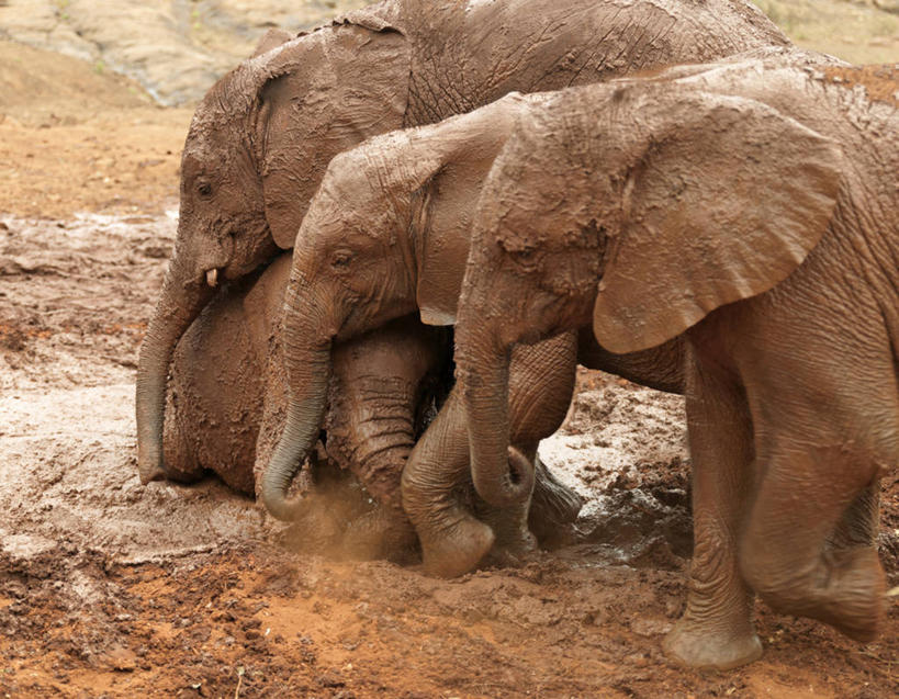 儿童,无人,横图,室外,旅游,非洲,肯尼亚,行人,游客,游人,非洲象,首都,路人,旅客,摄影,国家公园,内罗毕国家公园,过客,奈洛比,孤儿,象,红土,彩图,动物行为