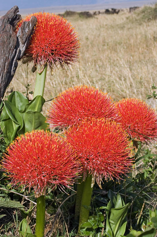 无人,竖图,植物,百合花,非洲,肯尼亚,花,摄影,野生动物保护区,彩图,马赛马拉国家保护区