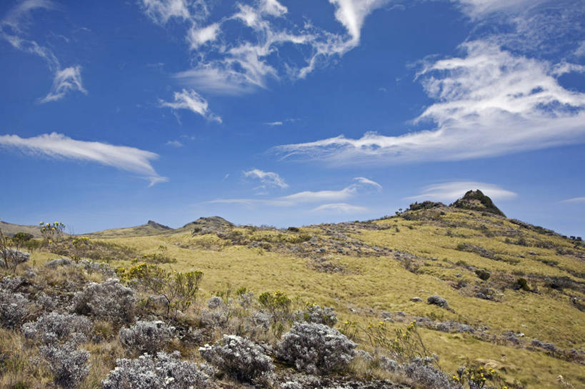 无人,横图,室外,山,山脉,非洲,肯尼亚,地形,高原,旷野,平原,摄影,国家公园,石南花,彩图