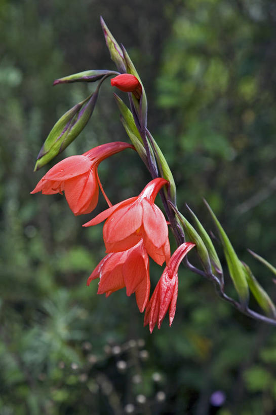 无人,竖图,彩色,室外,植物,非洲,肯尼亚,花蕾,花,红色,摄影,五颜六色,剑兰,色彩斑斓,国家公园,五彩缤纷,五彩斑斓,五光十色,彩图