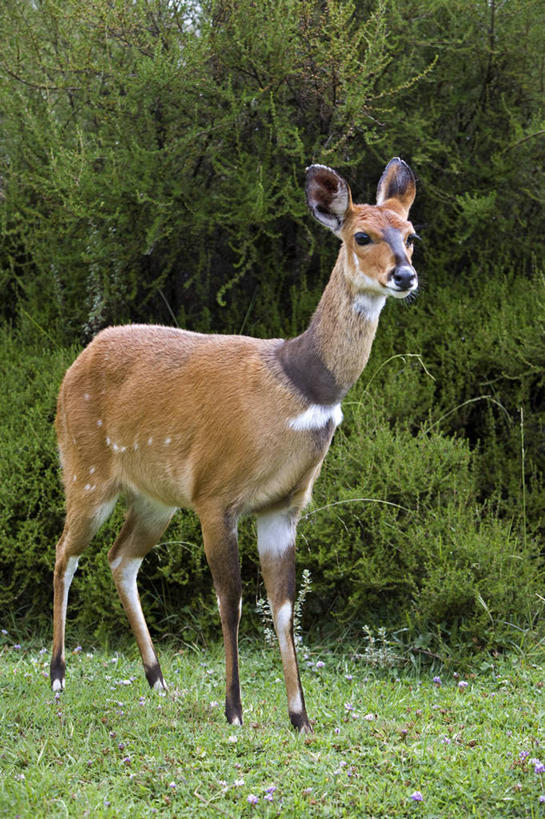 无人,竖图,室外,植物,哺乳动物,野生动物,非洲,肯尼亚,羚羊,旷野,草,动物,平原,摄影,灌木,国家公园,南非林羚,彩图
