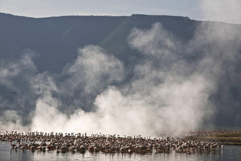 无人,横图,室外,日出,湖,火山,水,温泉,非洲,肯尼亚,一群,许多,蒸汽,火烈鸟,鸟类,地形,海岸线,黎明,很多,粉色,摄影,保护,早晨,爆发,东非,喂养,自然保护区,柏哥利亚湖,碱,活火山,彩图,小火烈鸟