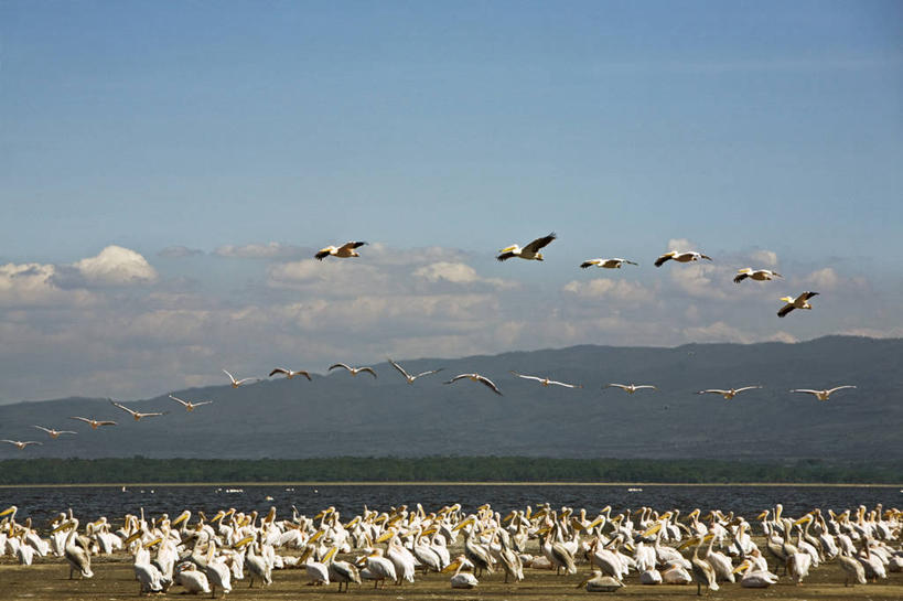 无人,横图,室外,哺乳动物,野生动物,非洲,肯尼亚,许多,鸟类,地形,很多,飞,自然,动物,平原,摄影,专心,国家公园,鹈鹕,野生动物保护区,东非,自然保护区,纳库鲁,彩图