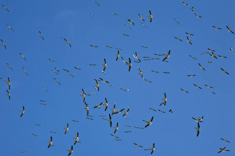无人,横图,室外,哺乳动物,野生动物,非洲,肯尼亚,鸟类,地形,飞,自然,动物,平原,摄影,国家公园,鹈鹕,野生动物保护区,东非,自然保护区,纳库鲁,彩图