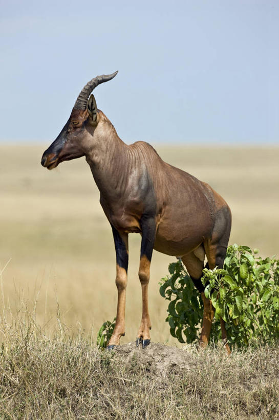 无人,站,竖图,室外,哺乳动物,野生动物,非洲,肯尼亚,羚羊,地形,自然,动物,平原,摄影,国家公园,监视,野生动物保护区,东非,自然保护区,转角牛羚,彩图,马赛马拉国家保护区