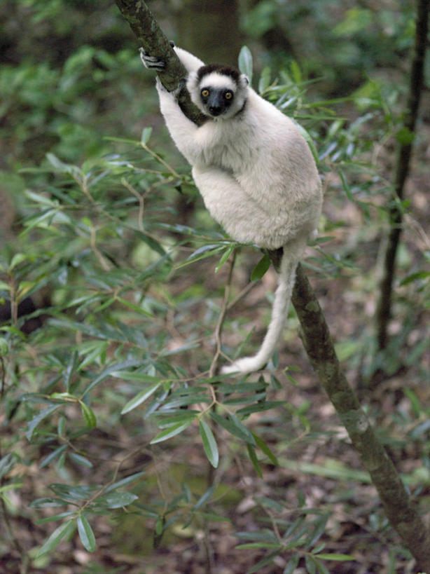 无人,攀登,竖图,室外,森林,峡谷,哺乳动物,猴,野生动物,猴子,非洲,马达加斯加,自然,动物,可爱,摄影,活泼,考古学,国家公园,狐猴,灵长目,阿非利加洲,野生动物保护区,马达加斯加共和国,自然保护区,图利亚拉,彩图