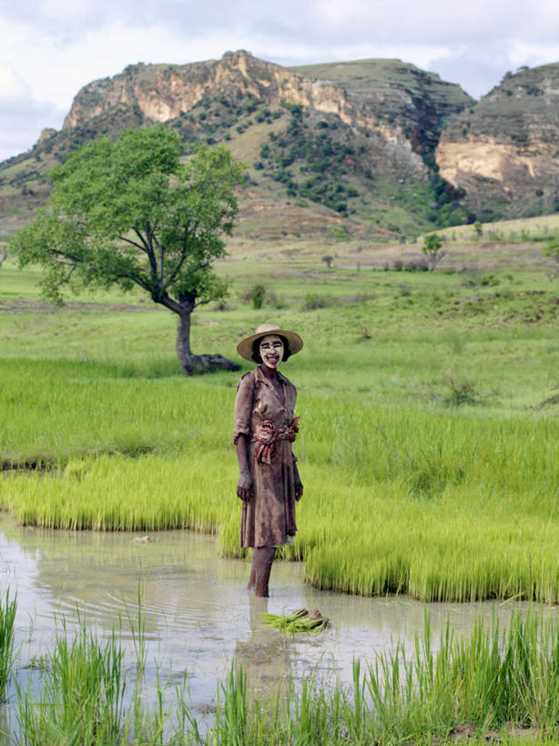 成年人,一个人,农民,农场,竖图,室外,农业,农作物,非洲,马达加斯加,仅一个女性,种植,工作,稻田,田地,工人,职业,摄影,收获,保护,防晒霜,草本,努力,非洲文化,女人,非洲人,员工,彩图,匠人,劳动者,体力工