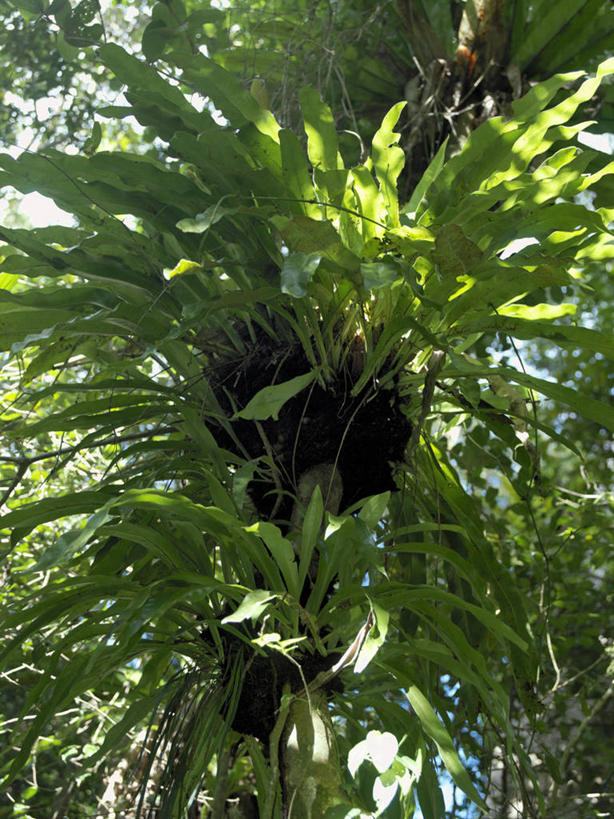 无人,竖图,室外,森林,叶子,非洲,马达加斯加,树,自然,摄影,蕨类,考古学,热带气候,彩图,雨林