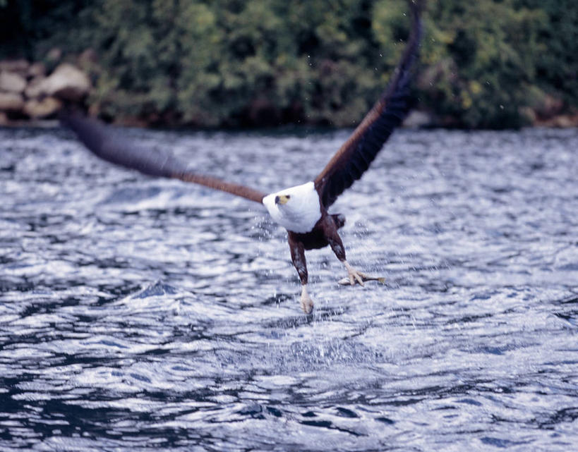 无人,横图,室外,哺乳动物,野生动物,鹰,羽毛,非洲,马拉维,鸟类,捕食,飞,自然,动物,摄影,考古学,非洲鱼鹰,马拉维湖,彩图,钓鱼