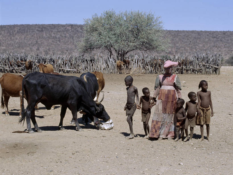 儿童,成年人,人群,家庭,横图,牛,帽子,非洲,纳米比亚,房屋,社区,家畜,摄影,牲畜,住房,非洲文化,母牛,达马拉兰,女人,非洲人,彩图,传统服装,传统文化,赫雷罗族