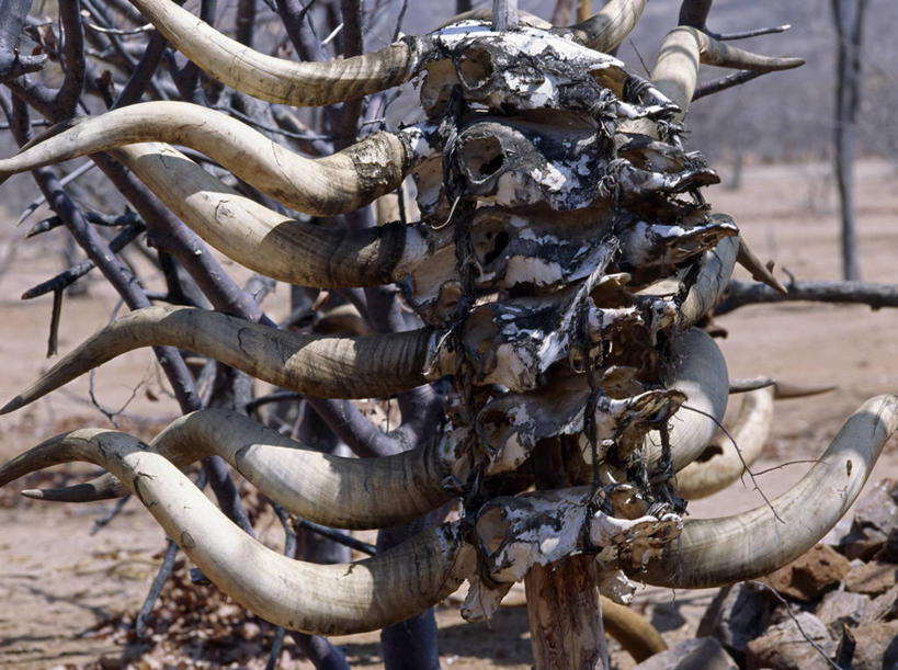 颅骨,无人,横图,牛,叶子,非洲,纳米比亚,摄影,非洲文化,墓穴,葬礼,岩石,彩图,传统文化