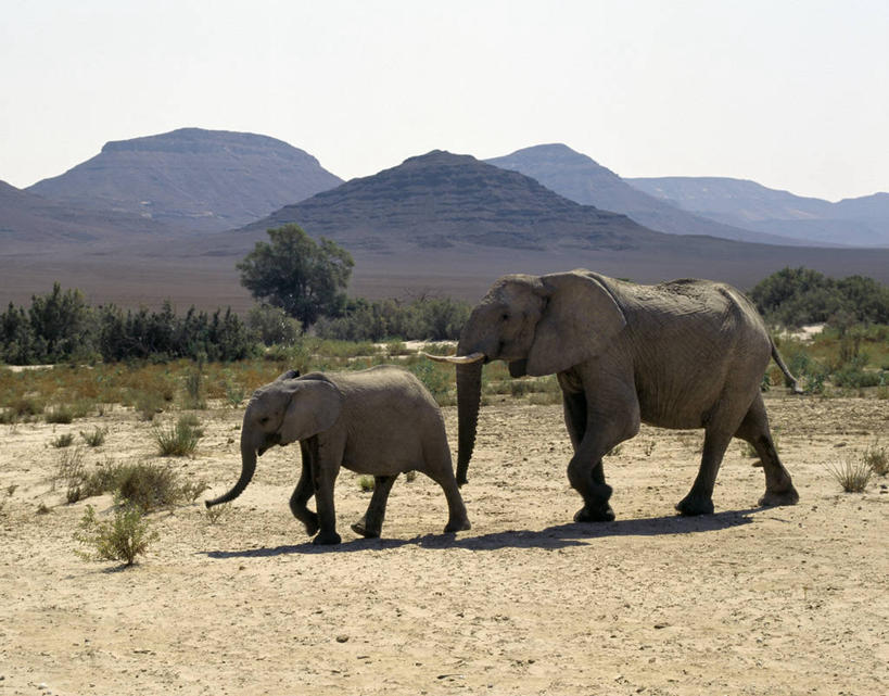 无人,横图,室外,沙漠,山,山脉,哺乳动物,大象,野生动物,非洲,纳米比亚,地平线,地形,非洲象,河床,自然,动物,摄影,考古学,象,彩图