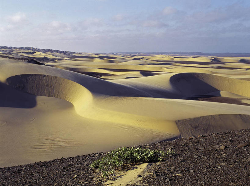 健壮,无人,横图,阶调图片,室外,沙漠,非洲,纳米比亚,阴影,沙子,地平线,地形,沙丘,风景,摄影,干的,永远,纳米比亚共和国,大漠,砂漠,彩图