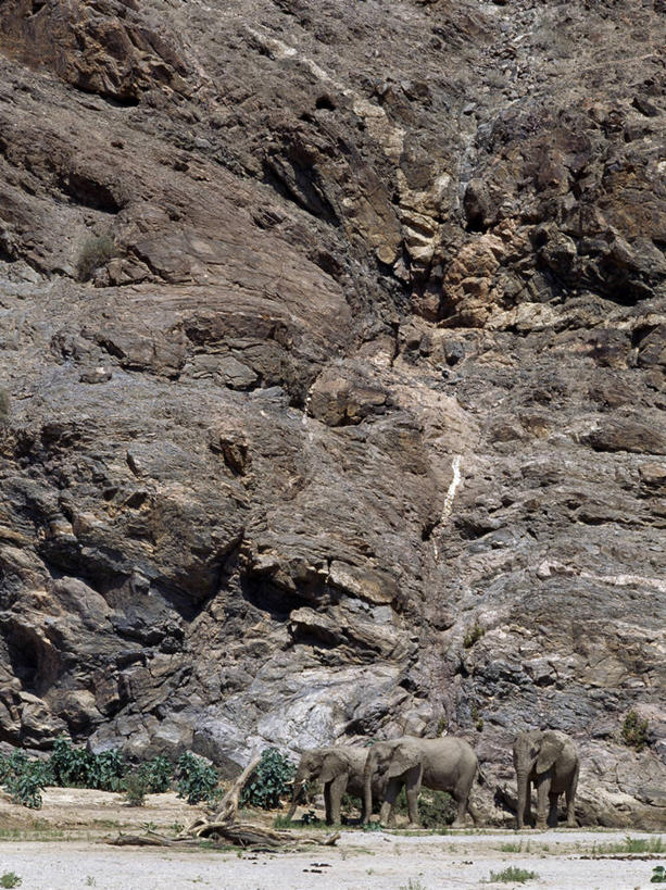 无人,竖图,室外,沙漠,哺乳动物,大象,野生动物,非洲,纳米比亚,地形,悬崖,非洲象,河床,自然,动物,摄影,考古学,干的,岩石,象,彩图