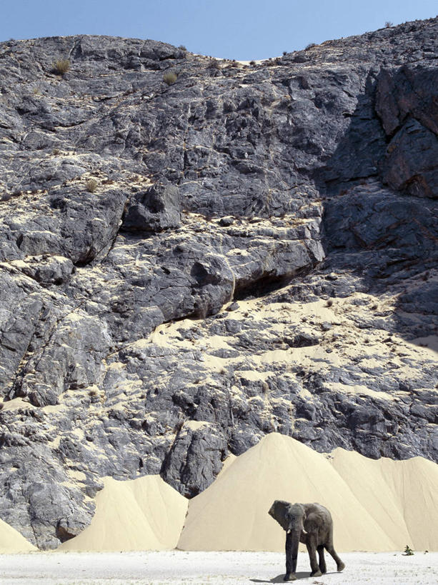 无人,竖图,室外,沙漠,哺乳动物,大象,野生动物,非洲,纳米比亚,地形,悬崖,非洲象,河床,自然,动物,摄影,考古学,干的,岩石,象,彩图