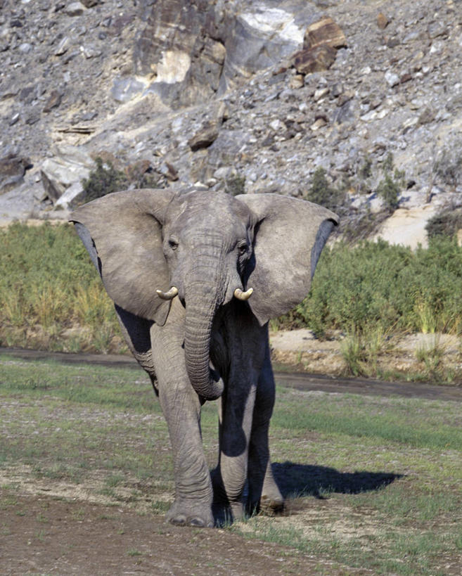 无人,竖图,室外,沙漠,哺乳动物,大象,野生动物,非洲,纳米比亚,地形,悬崖,非洲象,河床,自然,动物,摄影,考古学,干的,岩石,象,彩图